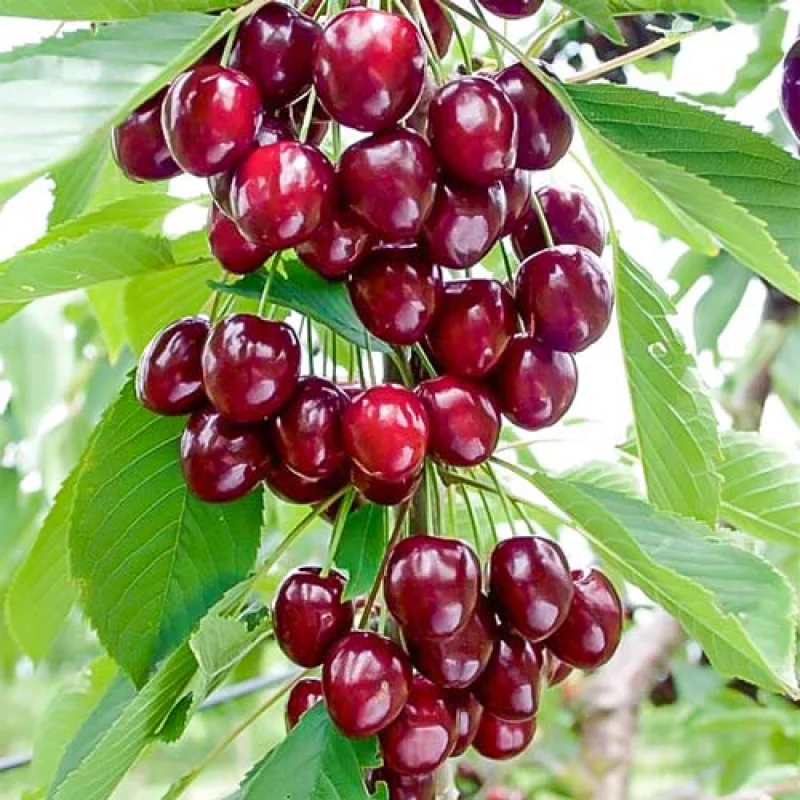 Cires-Columnar-Caroline Pom Fructifer - Cires Columnar Caroline Anul 3- Ghiveci 3 l - Inaltime 80 - 120 cm 1