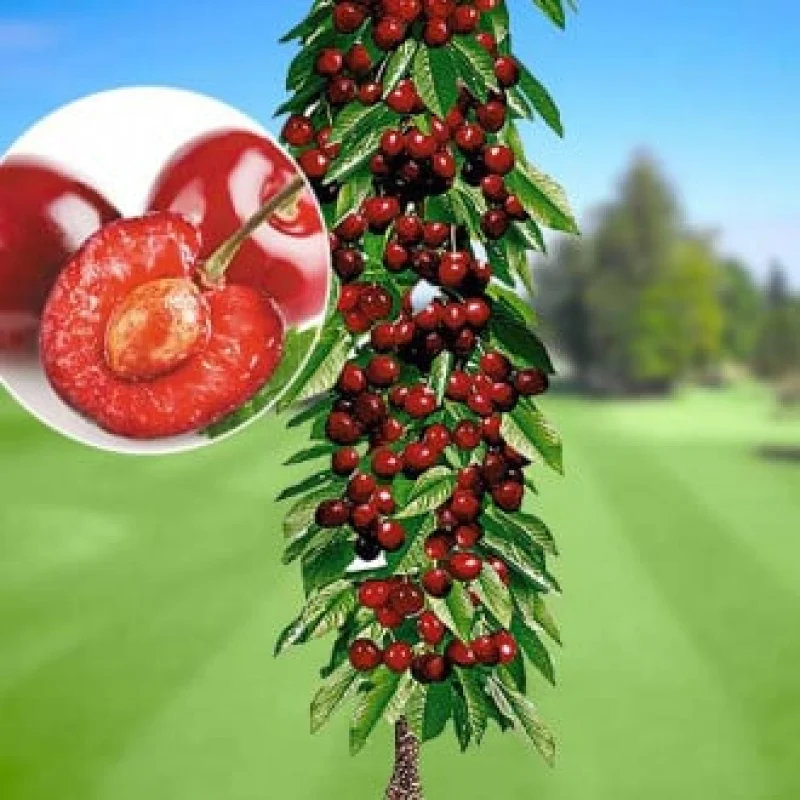 Cires-Columnar-Victoria Pom Fructifer - Cires Columnar Victoria Anul 3 - Ghiveci 3 l - Inaltime 80 - 120 cm 1