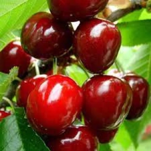 Pom fructifer - Cires Katalin 1