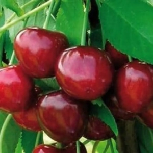 Pom Fructifer - Cires Rita ( 20 bucati ) 1