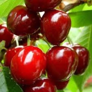 Pom Fructifer - Cires Van ( 20 bucati ) 1