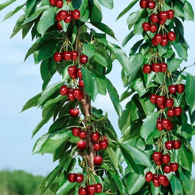 Pom Fructifer - Cires Columnar Ferrovia Anul 3- Ghiveci 3 l - Inaltime 80 - 120 cm 1
