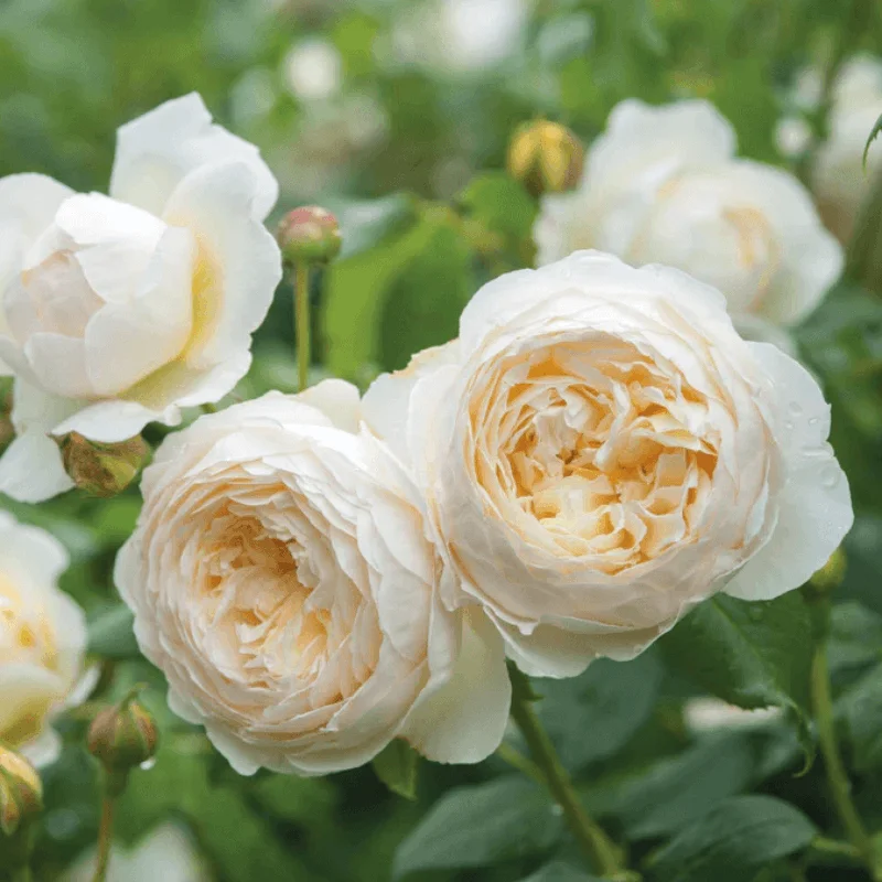 Trandafir Catarator "David Austin - Claire" - Ghiveci 4 L - Anul 4 2