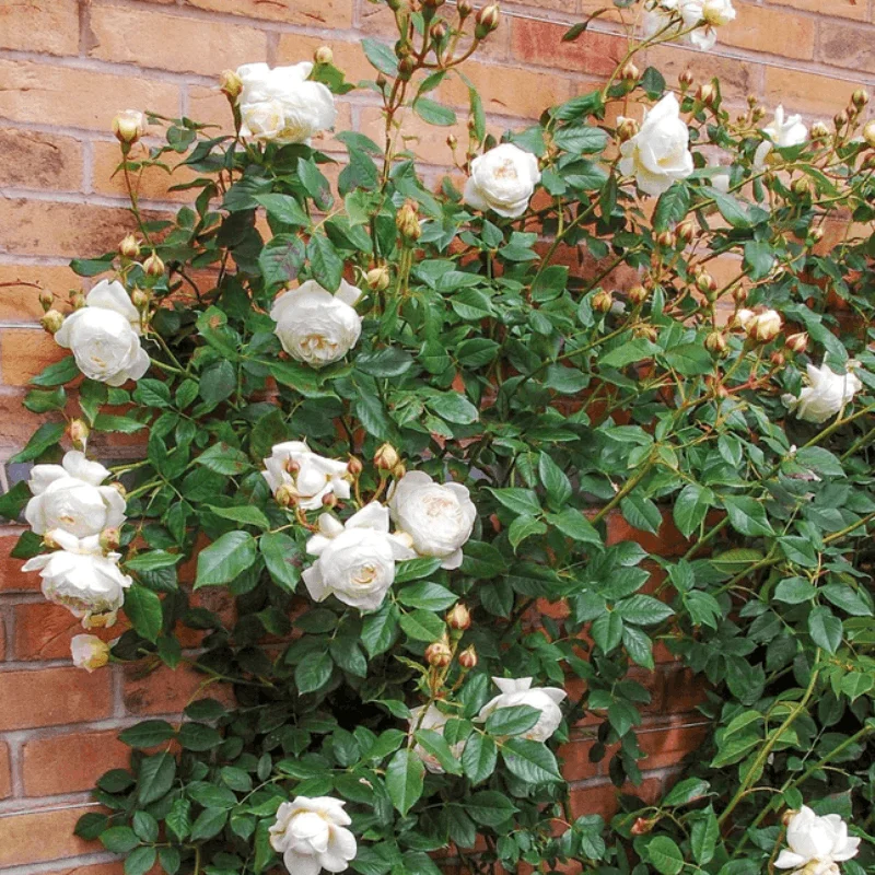 Trandafir Catarator "David Austin - Claire" - Ghiveci 4 L - Anul 4 1