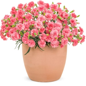 Garofițe Duble Parfumate - Clasic Coral - Ghiveci 1 L - Înălțime 20 - 30 cm 1