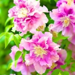 Clematis - Mary Pillu - Ghiveci 3 l – Inaltime 80 – 100 cm 1