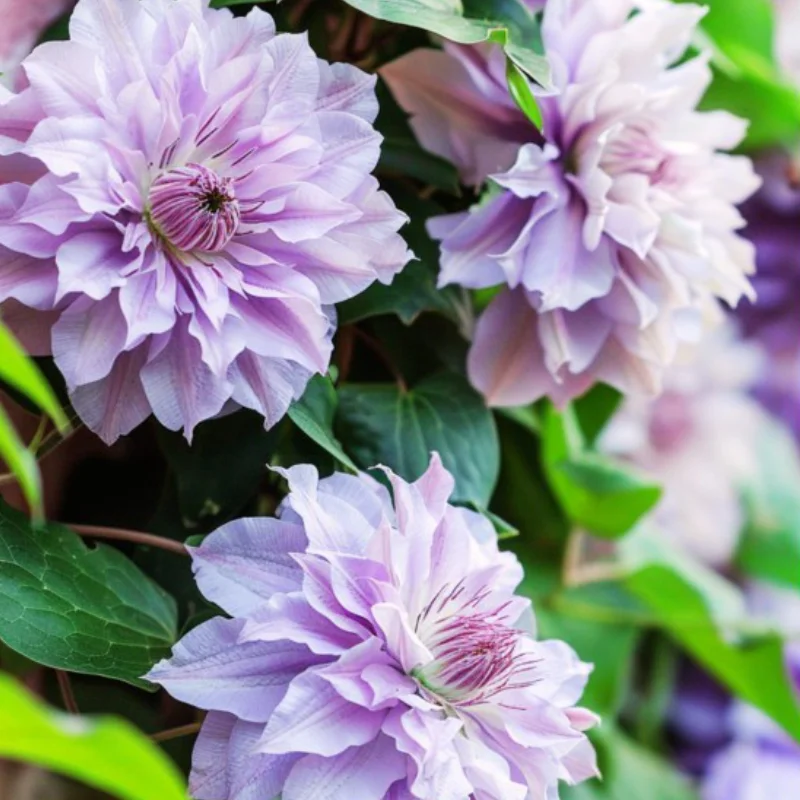 Clematis-Flori-Duble-Vyvyian-Pannel Clematis - Vyvyan Pannel - Ghiveci 3 l – Inaltime 80 – 100 cm 1