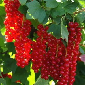 Arbust Fructifer - Coacaz Rosu Tufa - Ghiveci 3 L 1