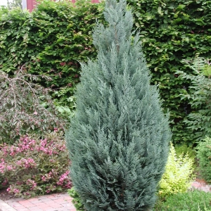 Chamaecyparis Lawsoniana Columnaris - Ghiveci 2 L - Inaltime 50 -60 cm 1