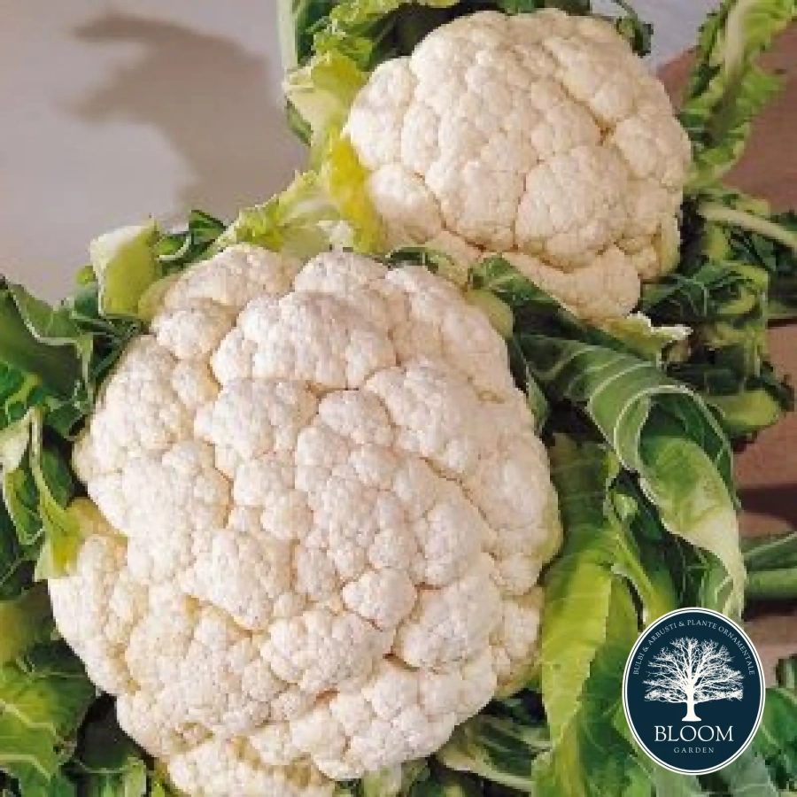 Conopida-Timpurie-Snowball Seminte Conopida Timpurie Snowball 1