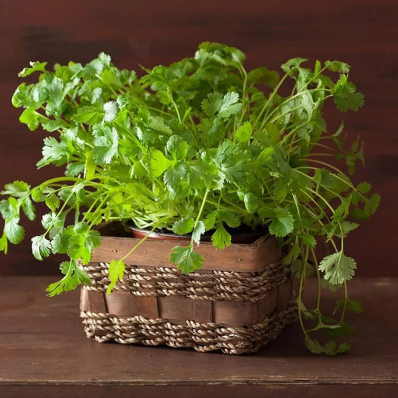 Coriandru Coriandru - La Ghiveci - Inaltime 20 - 30 cm 1