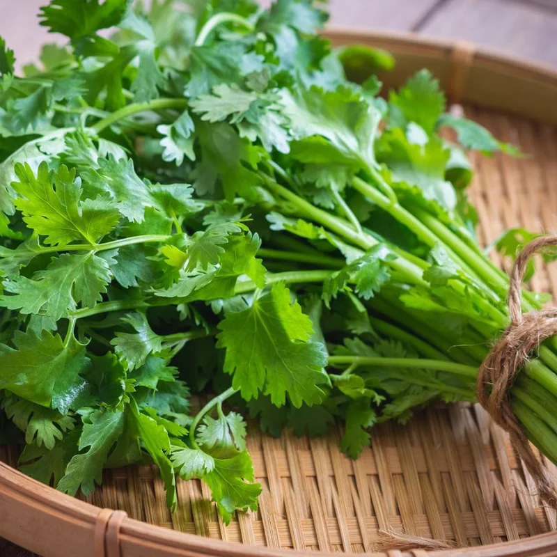 Coriandru - La Ghiveci - Inaltime 20 - 30 cm 2