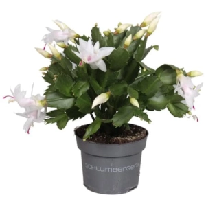Craciunel Alb - Schlumbergera Truncata la Ghiveci - Inaltime 20 - 25 cm 1