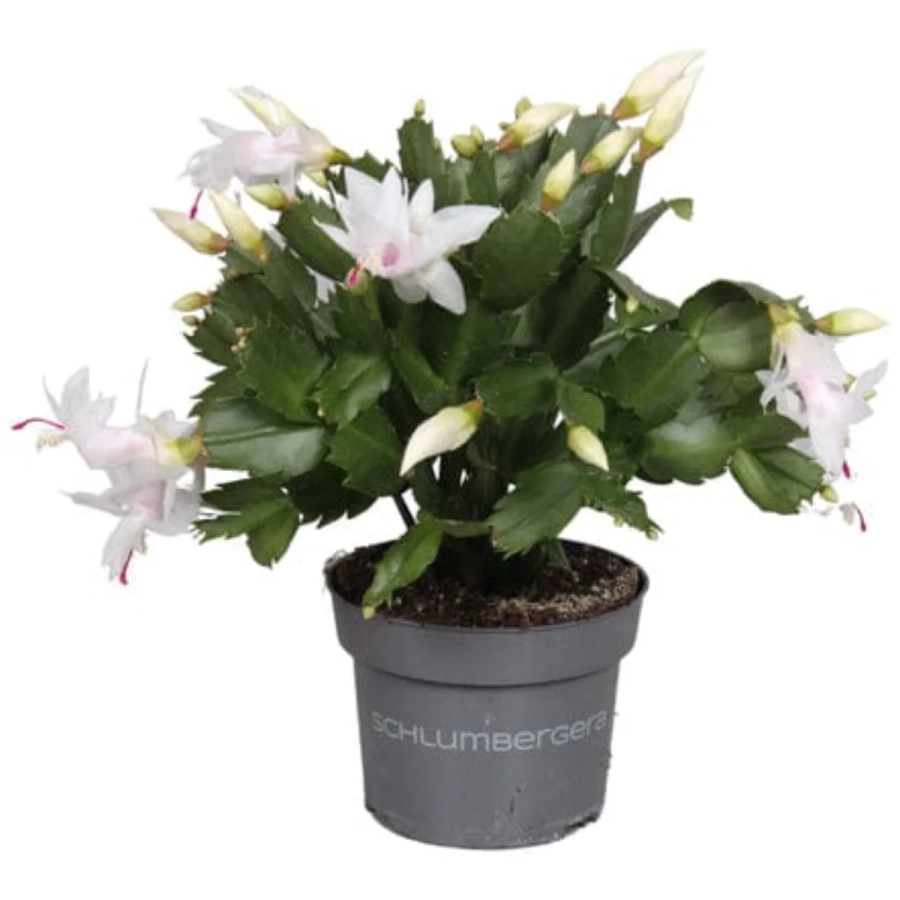 Craciunel-Alb Craciunel Alb - Schlumbergera Truncata la Ghiveci - Inaltime 20 - 25 cm 1