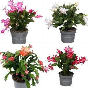 Craciunel Mix 4 Culori - Schlumbergera Truncata la Ghiveci - Inaltime 20 - 25 cm 1