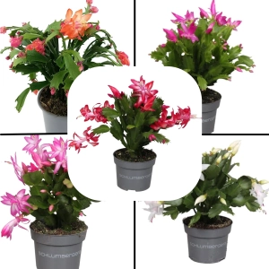 Craciunel Mix 5 Culori - Schlumbergera Truncata la Ghiveci - Inaltime 20 - 25 cm 1