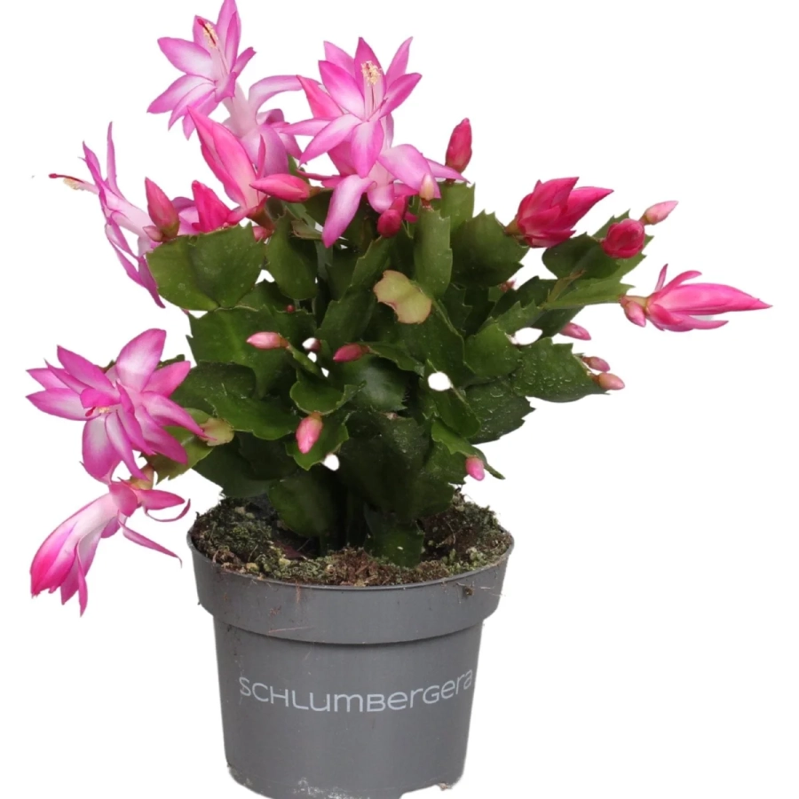 Craciunel Royal Pink - Schlumbergera Truncata la Ghiveci - Inaltime 20 - 25 cm 1