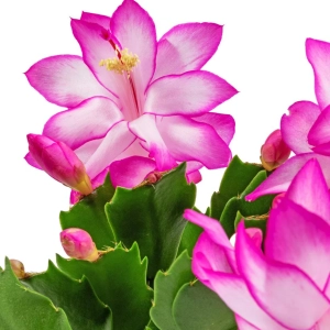 Craciunel Royal Pink - Schlumbergera Truncata la Ghiveci - Inaltime 20 - 25 cm 2