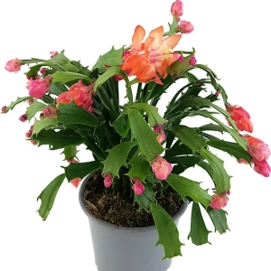 Craciunel Portocaliu - Schlumbergera Truncata la Ghiveci - Inaltime 20 - 25 cm 1