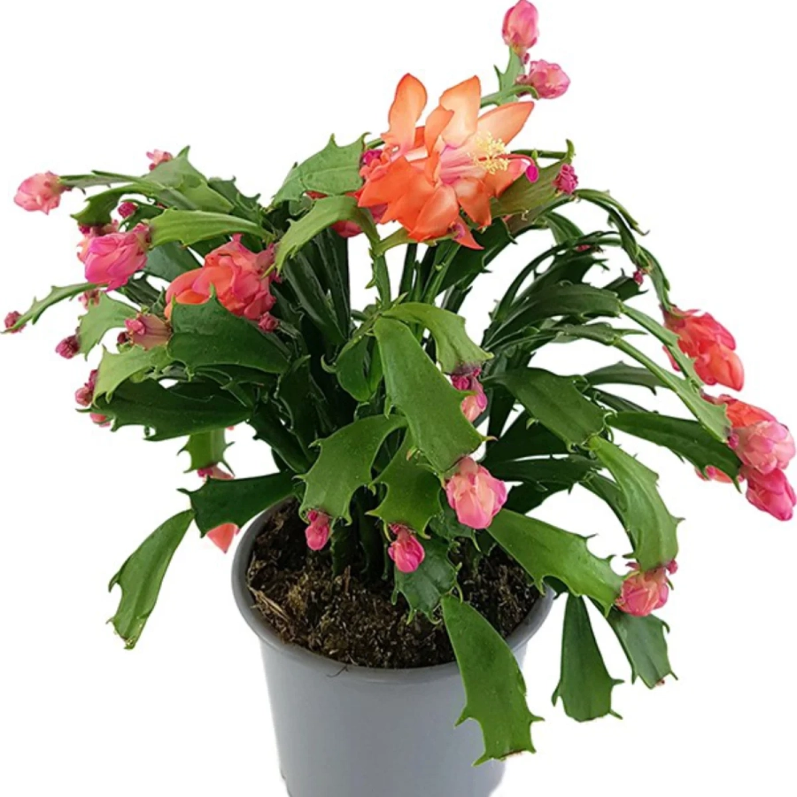 Craciunel Portocaliu - Schlumbergera Truncata la Ghiveci - Inaltime 20 - 25 cm 1