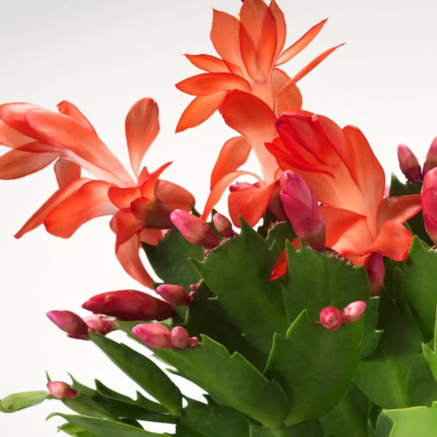 Craciunel Portocaliu - Schlumbergera Truncata la Ghiveci - Inaltime 20 - 25 cm 2