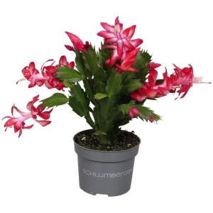 Craciunel Rosu - Schlumbergera Truncata la Ghiveci - Inaltime 20 - 25 cm 1