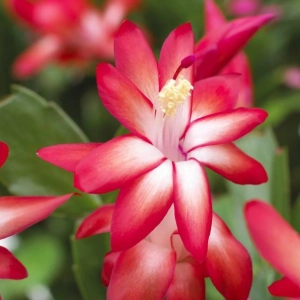 Craciunel Rosu - Schlumbergera Truncata la Ghiveci - Inaltime 20 - 25 cm 2