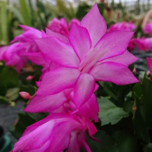 Craciunel Roz - Schlumbergera Truncata la Ghiveci - Inaltime 20 - 25 cm 2