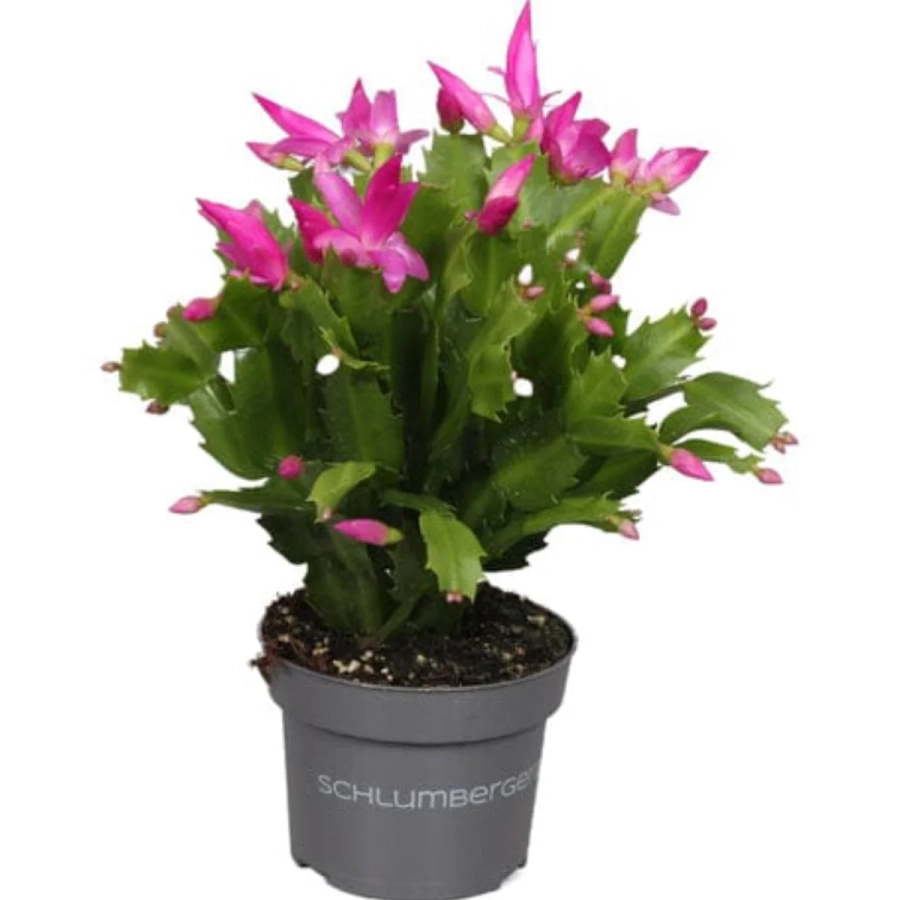 Craciunel-roz Craciunel Roz - Schlumbergera Truncata la Ghiveci - Inaltime 20 - 25 cm 1