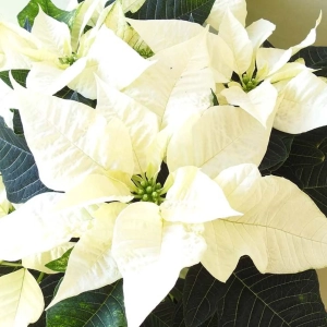Craciunita Alba pe Tulpina Inalta - Poinsettia la Ghiveci - Inaltime 40 - 50 cm 2