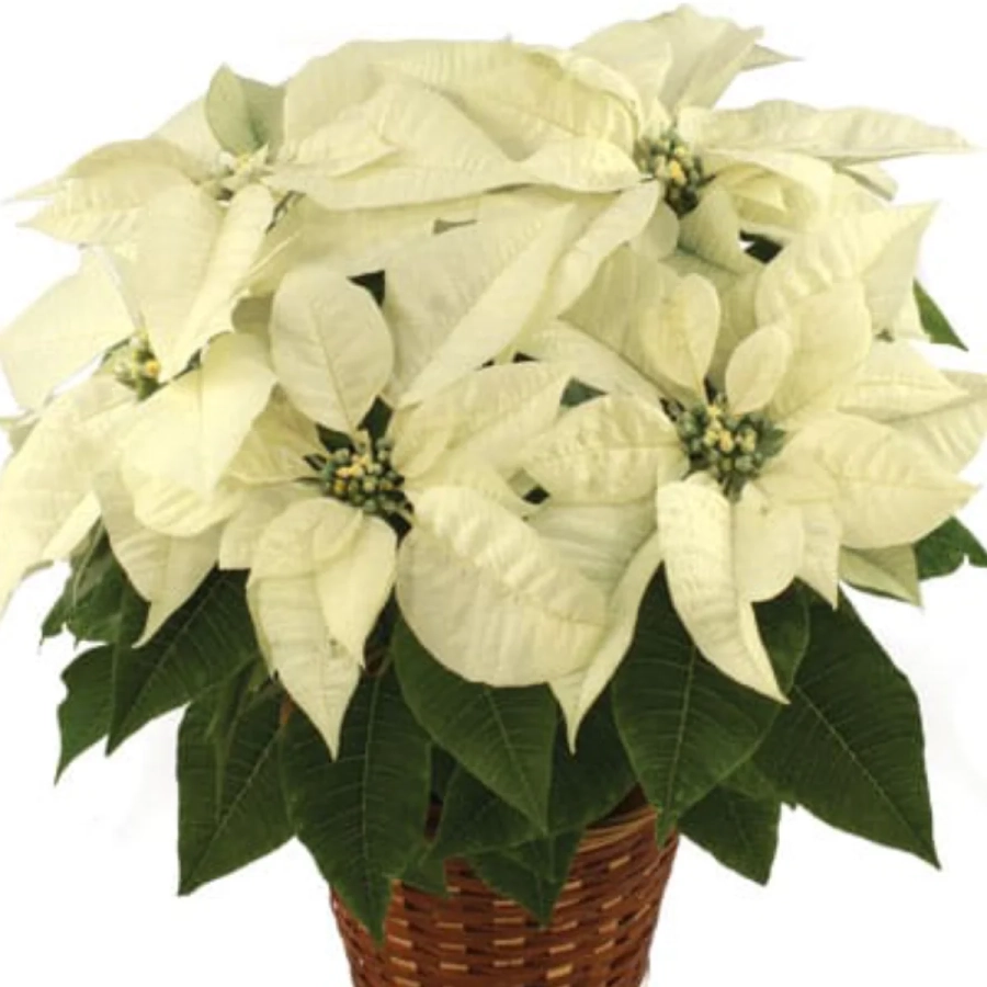 Craciunita Alba - Poinsettia la Ghiveci - Inaltime 25 - 30 cm 1