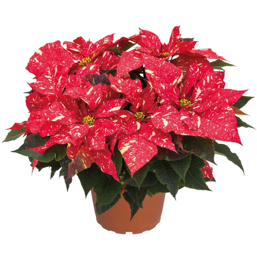 Craciunite-Bicolor Craciunita Bicolor - Poinsettia la Ghiveci - Inaltime 25 - 30 cm 1