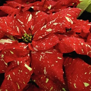 Craciunita Bicolor - Poinsettia la Ghiveci - Inaltime 25 - 30 cm 2