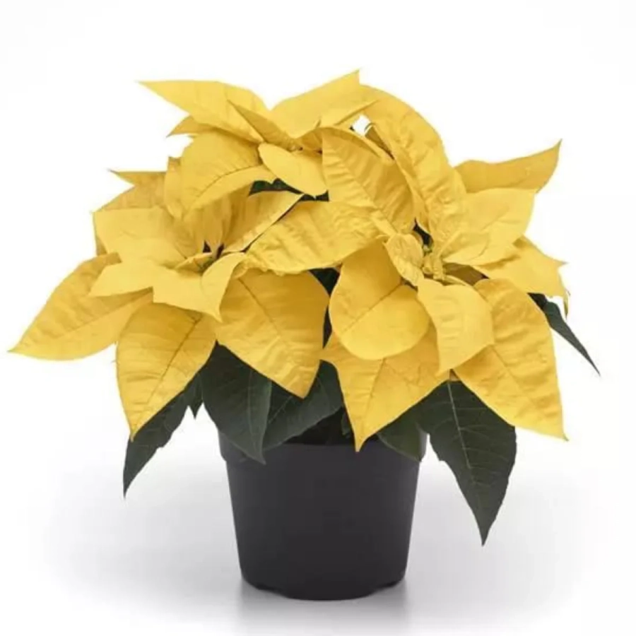 Craciunite-Galbene Craciunita Galbena - Poinsettia la Ghiveci - Inaltime 25 - 30 cm 1