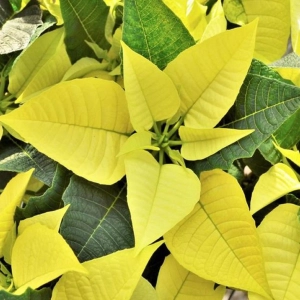 Craciunita Galbena - Poinsettia la Ghiveci - Inaltime 25 - 30 cm 2