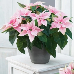 Craciunita - Poinsettia Melba la Ghiveci - Inaltime 25 - 30 cm 1