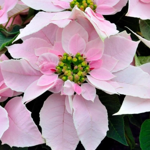 Craciunita - Poinsettia Melba la Ghiveci - Inaltime 25 - 30 cm 2