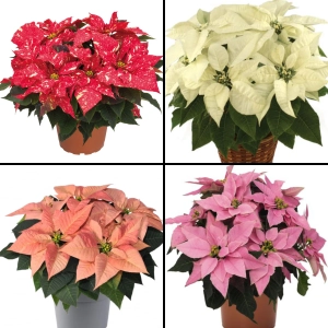 Craciunita Mix 4 Culori - Poinsettia la Ghiveci - Inaltime 25 - 30 cm 1