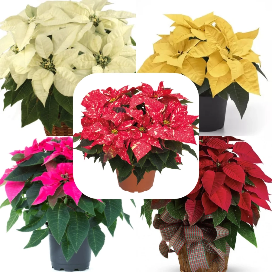 Craciunite-Mix-5-culori Craciunita Mix 5 Culori - Poinsettia la Ghiveci - Inaltime 25 - 30 cm 1