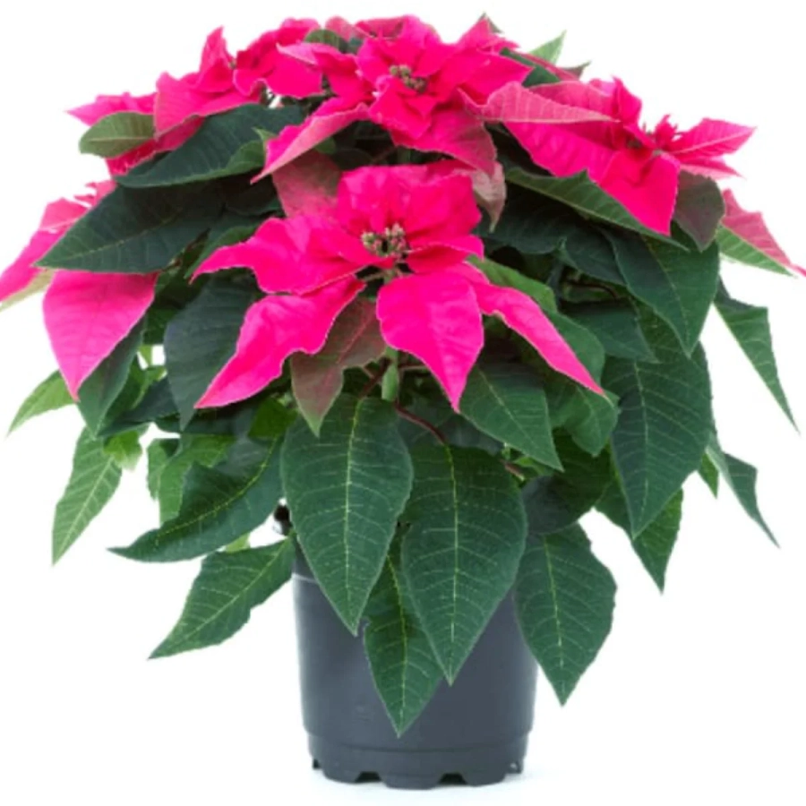 Craciunita Roz - Poinsettia la Ghiveci - Inaltime 25 - 30 cm 1