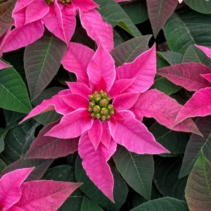 Craciunita Roz - Poinsettia la Ghiveci - Inaltime 25 - 30 cm 2