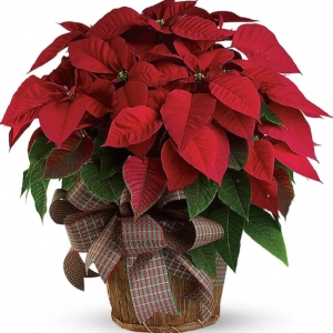 Craciunita Rosie - Poinsettia la Ghiveci - Inaltime 25 - 30 cm 1
