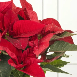 Craciunita Rosie pe Tulpina Inalta - Poinsettia la Ghiveci - Inaltime 40 - 50 cm 2