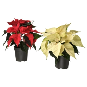 Craciunita Mix 2 Culori - Poinsettia la Ghiveci - Inaltime 25 - 30 cm 1
