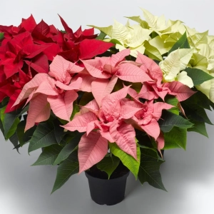 Craciunita Mix 3 Culori - Poinsettia la Ghiveci - Inaltime 25 - 30 cm 1
