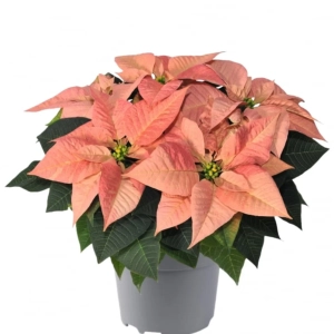 Craciunita Portocalie - Poinsettia la Ghiveci - Inaltime 25 - 30 cm 1