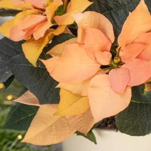 Craciunita Portocalie - Poinsettia la Ghiveci - Inaltime 25 - 30 cm 2