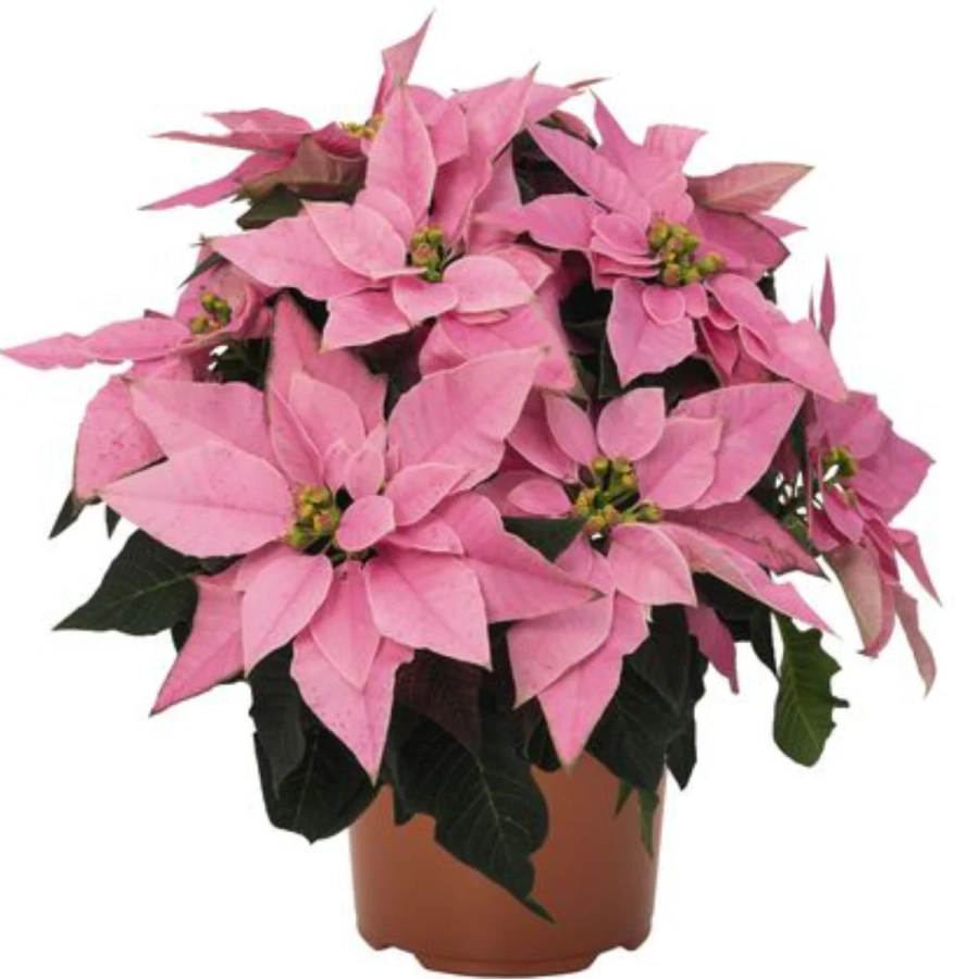 Craciunita - Poinsettia Pink la Ghiveci - Inaltime 25 - 30 cm 1