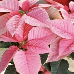 Craciunita - Poinsettia Pink la Ghiveci - Inaltime 25 - 30 cm 2