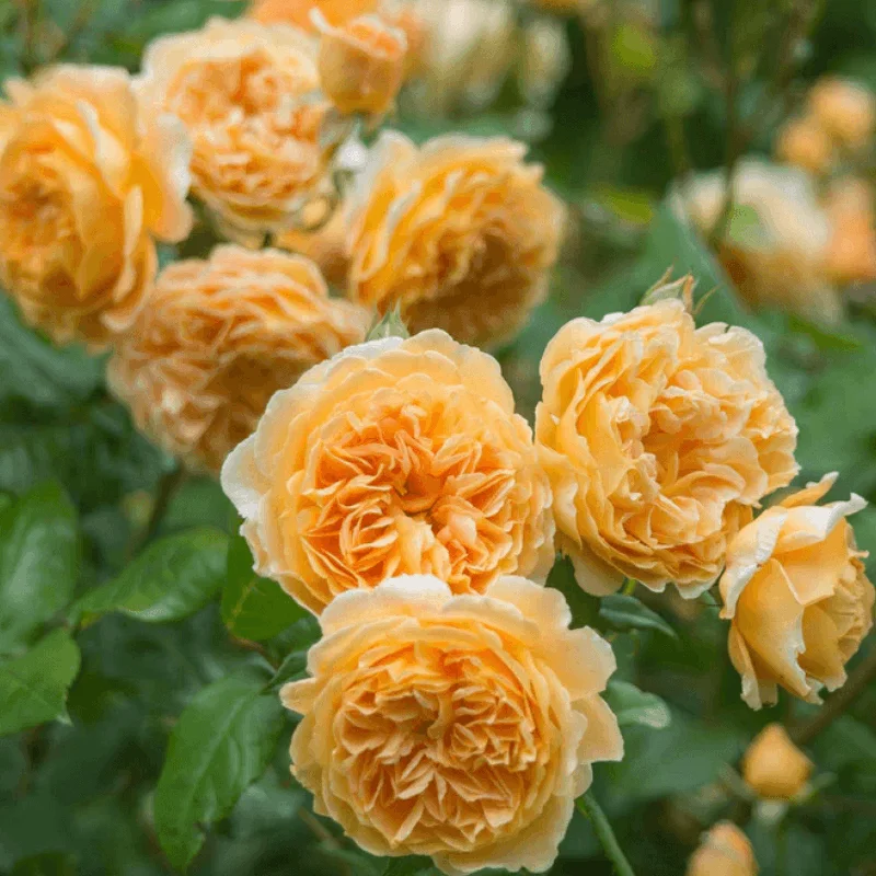 Trandafir Catarator "David Austin - Crown Princes Margareta" - Ghiveci 3L - anul 3 2